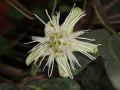 Passiflora trifasciata
