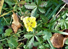 Potentilla reptans