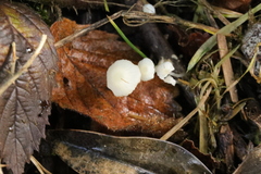 Coprinellus disseminatus