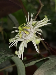 Passiflora trifasciata