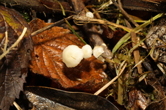 Coprinellus disseminatus