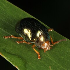 Calomela ruficeps
