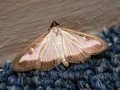Cydalima perspectalis