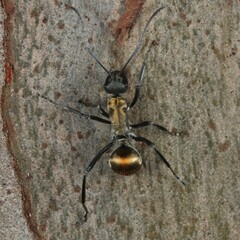 Polyrhachis ammon