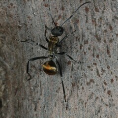 Polyrhachis ammon