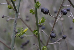Chrysojasminum fruticans