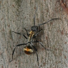 Polyrhachis ammon