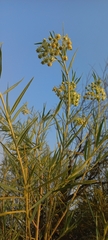 Gomphocarpus fruticosus
