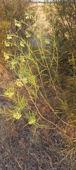 Gomphocarpus fruticosus