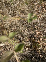 Fraxinus dipetala