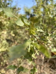 Fraxinus dipetala