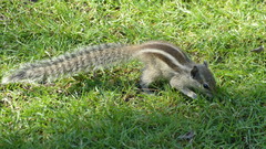 Funambulus pennantii