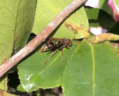 Polistes humilis