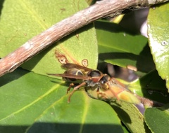Polistes humilis