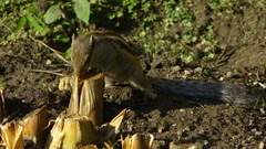 Funambulus pennantii