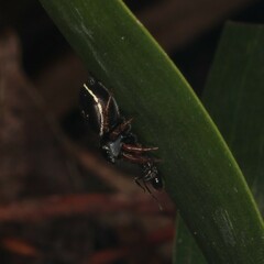 Zenodorus orbiculatus