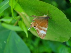 Abisara savitri