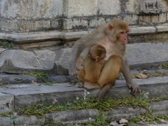 Macaca mulatta