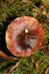 Amanita rubescens