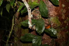 Freycinetia scandens