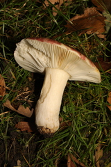 Amanita rubescens