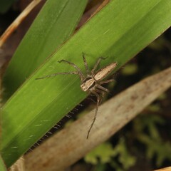 Oxyopes papuanus