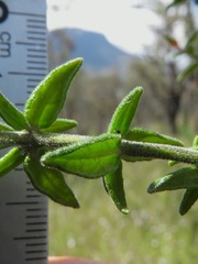 Prostanthera stricta
