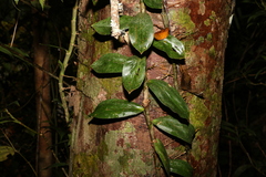 Freycinetia scandens
