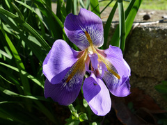 Iris unguicularis