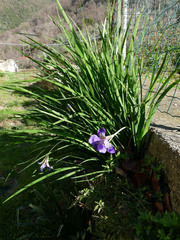 Iris unguicularis