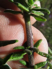Prostanthera stricta