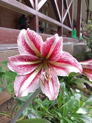 Hippeastrum hybridum