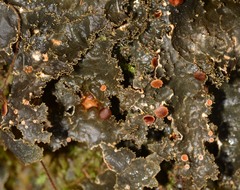Pseudocyphellaria neglecta