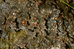 Pseudocyphellaria neglecta