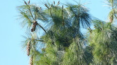 Pinus wallichiana