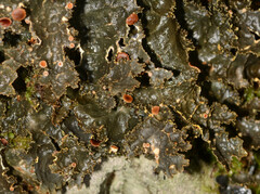 Pseudocyphellaria neglecta