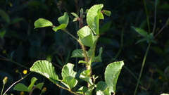 Rubus ellipticus