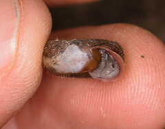 Helicodonta obvoluta