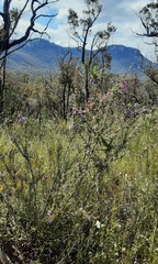 Prostanthera stricta