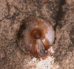 Helicodonta obvoluta