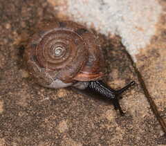 Helicodonta obvoluta