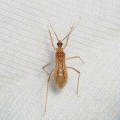 Oncerotrachelus pallidus