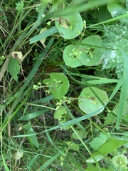 Claytonia perfoliata