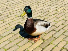 Anas platyrhynchos