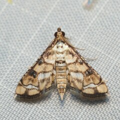 Hileithia magualis