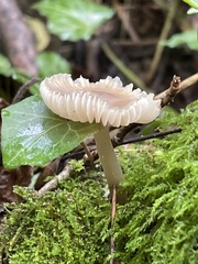 Mycena galericulata