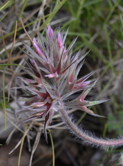 Trifolium stellatum