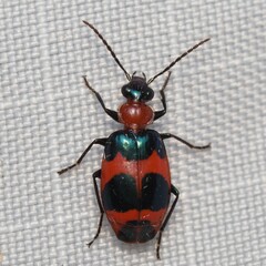 Lebia bitaeniata