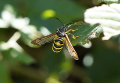 Pennisetia marginatum