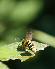 Pennisetia marginatum